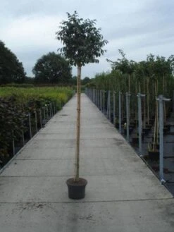 Pluim Es (Fraxinus Ornus 'Meczek') -PlantenPracht Winkel 20130215114801 10 1