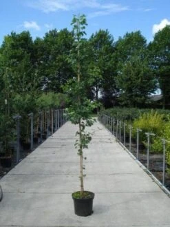 Japanse Notenboom (Ginkgo Biloba) -PlantenPracht Winkel 20130215114856 10