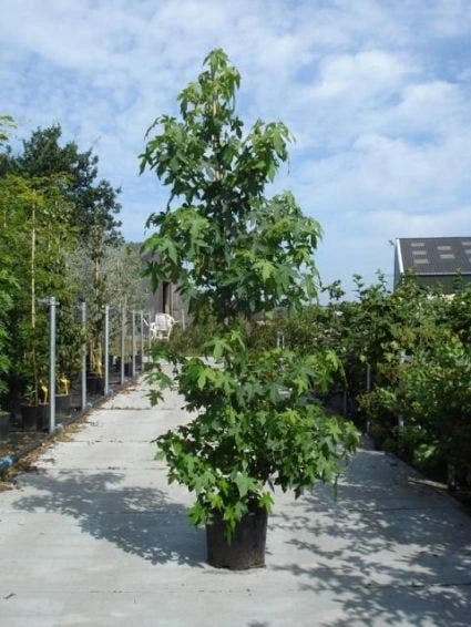 Amberboom Als Struik (Liquidambar Styraciflua) 6 Amberboom Als Struik (Liquidambar Styraciflua) - Afbeelding 4