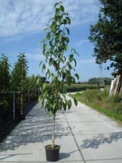 Beverboom (Magnolia Kobus) -PlantenPracht Winkel 20130215115408 19