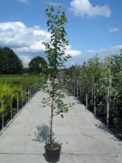 Chinese Sierpeer (Pyrus Calleryana 'Chanticleer') -PlantenPracht Winkel 20130215115633 19