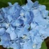 Hortensia Blauw (Hydrangea 'Forever&Ever') -PlantenPracht Winkel 20130312215137 1