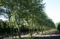 Krentenboom Als Struik (Amelanchier Lamarckii) -PlantenPracht Winkel 20130315104532 13