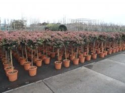 Sneeuwbal Op Stam (Viburnum Tinus 'Eve Price') -PlantenPracht Winkel 20130316135155 4 1