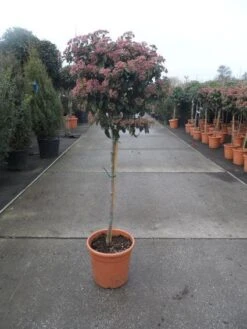 Sneeuwbal Op Stam (Viburnum Tinus 'Eve Price') -PlantenPracht Winkel 20130316135206 4