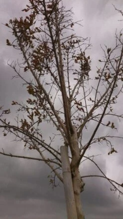 Roze Lagerstroemia Als Boom (Lagerstroemia Indica) -PlantenPracht Winkel 20130522141211 8
