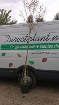 Roze Lagerstroemia Als Boom (Lagerstroemia Indica) -PlantenPracht Winkel 20130522141225 8