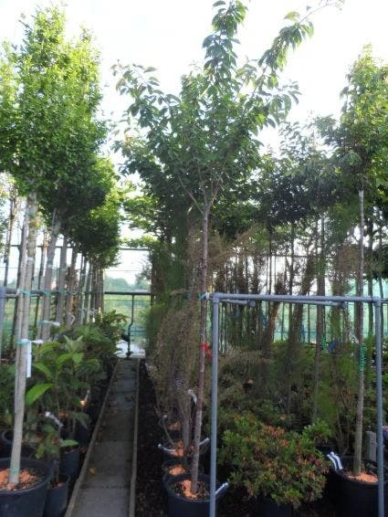 Japanse Sierkers (Prunus Serrulata 'Kanzan') 8 Japanse Sierkers (Prunus Serrulata 'Kanzan') - Afbeelding 6