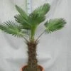 Winterharde Palm (Trachycarpus Wagnerianus)