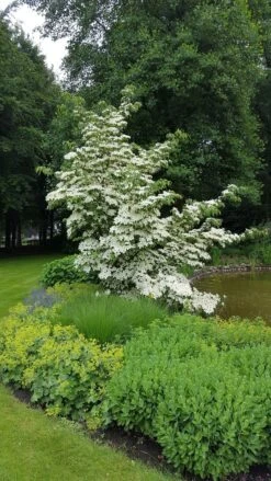 Kornoelje (Cornus Kousa 'China Girl') -PlantenPracht Winkel 20160612 161445 resized