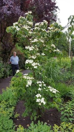Kornoelje (Cornus Kousa 'China Girl') -PlantenPracht Winkel 20160612 162702 resized