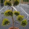 Cupressocyparis Als Bonsai (Cupressocyparis Leylandii 'Gold Rider') -PlantenPracht Winkel 20190115 160738 1
