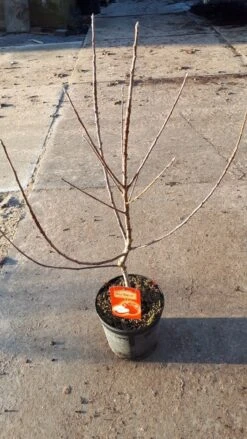 Mini-appel (Malus Domestica 'Mini-Cox')