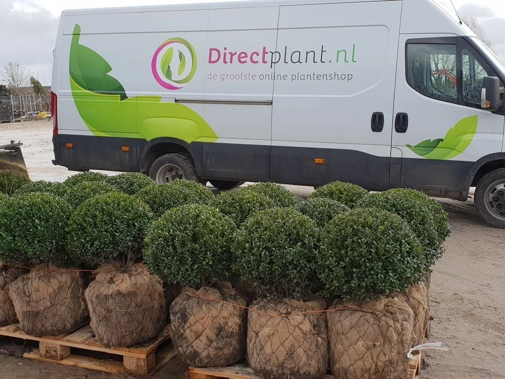 Japanse Hulst In Bolvorm (Ilex Crenata 'Caroline Upright') 3 Japanse Hulst In Bolvorm (Ilex Crenata 'Caroline Upright')