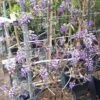Blauwe Regen Als Leivorm (Wisteria Brachybotrys 'Yokohama Fuji') -PlantenPracht Winkel 20190507 113255 resized