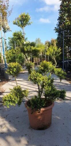 Japanse Hulst Als Bonsai (Ilex Crenata 'Kinme') -PlantenPracht Winkel 20190514 085520 resized