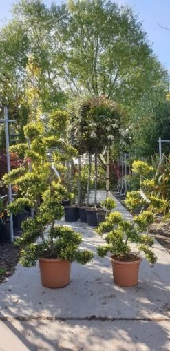 Japanse Hulst Als Bonsai (Ilex Crenata 'Kinme') 29 Japanse Hulst Als Bonsai (Ilex Crenata 'Kinme') -PlantenPracht Winkel 20190514 085634 resized 1