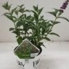 Vlinderstruik (Buddleja Davidii 'Miss Violet') -PlantenPracht Winkel 20190612 201646 resized 1