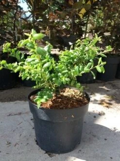 Japanse Hulst (Ilex Crenata 'Green Lustre) 6 Japanse Hulst (Ilex Crenata 'Green Lustre) -PlantenPracht Winkel 20190620 155824 1 2