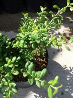 Japanse Hulst (Ilex Crenata 'Green Lustre) 7 Japanse Hulst (Ilex Crenata 'Green Lustre) -PlantenPracht Winkel 20190620 155833 2