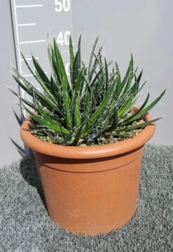 Winterharde Agave (Agave Shidigera) -PlantenPracht Winkel 20190628 114010 resized