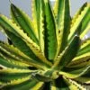 Winterharde Agave (Agave Lophanta 'Quadricolor')