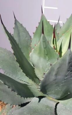 Winterharde Agave (Agave Ovalifolia) -PlantenPracht Winkel 20190628 114523 resized