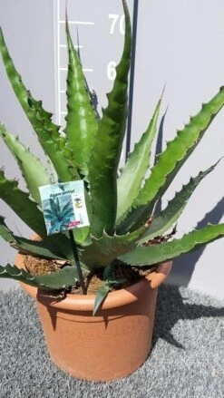 Winterharde Agave (Agave 'Gentryi Jaws') -PlantenPracht Winkel 20190628 114610 resized