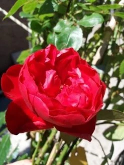 Klimroos (Rosa 'Amadeus') 8 Klimroos (Rosa 'Amadeus') -PlantenPracht Winkel 20190629 130707