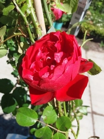 Klimroos (Rosa 'Amadeus') 6 Klimroos (Rosa 'Amadeus') - Afbeelding 4