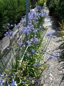 Afrikaanse Lelie (Agapanthus 'Blue Storm') -PlantenPracht Winkel 20190704 160833 resized