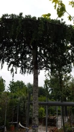 Ceder Als Dakboom (Cedrus Deodara 'Pendula') -PlantenPracht Winkel 20190712 120955 1