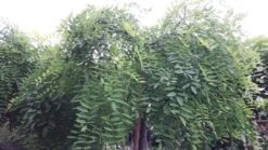 Honingboom (Sophora Japonica 'Pendula') 13 Honingboom (Sophora Japonica 'Pendula') -PlantenPracht Winkel 20190712 123019