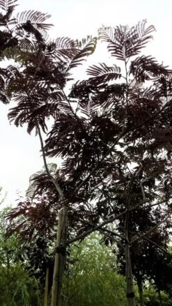 Perzische Slaapboom Als Boom (Albizia Julibrissin 'Summer Chocolate') -PlantenPracht Winkel 20190712 123113