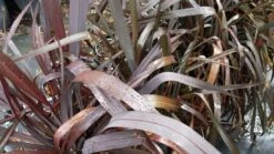 Nieuw Zeelands Vlas (Phormium Tenax 'Purpureum') -PlantenPracht Winkel 20190712 152706