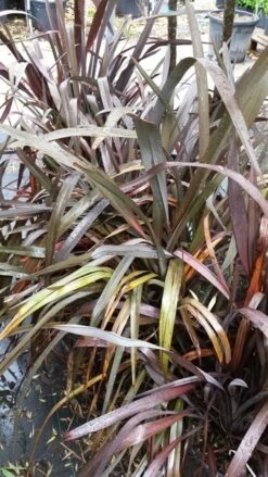 Nieuw Zeelands Vlas (Phormium Tenax 'Purpureum') -PlantenPracht Winkel 20190712 152733