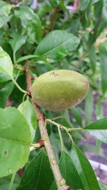 Amandelboom (Prunus Dulcis) 8 Amandelboom (Prunus Dulcis) - Afbeelding 6