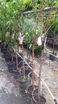 Amandelboom (Prunus Dulcis) 19 Amandelboom (Prunus Dulcis) -PlantenPracht Winkel 20190712 153330 1 1