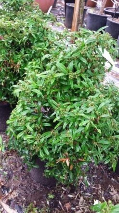 Vuurdoorn Als Bol (Pyracantha 'Navaho') -PlantenPracht Winkel 20190712 153414 1