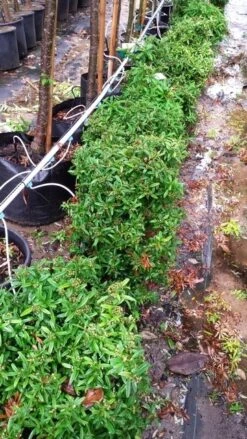 Vuurdoorn Als Bol (Pyracantha 'Navaho') -PlantenPracht Winkel 20190712 153510