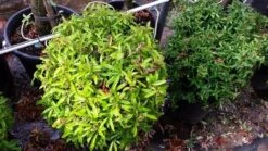 Vuurdoorn Als Bol (Pyracantha 'Navaho') -PlantenPracht Winkel 20190712 153519 1