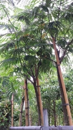 Perzische Slaapboom (Albizia Julibrissin) -PlantenPracht Winkel 20190712 160716