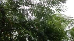 Perzische Slaapboom (Albizia Julibrissin) -PlantenPracht Winkel 20190712 160804