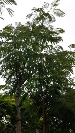 Perzische Slaapboom (Albizia Julibrissin 'Ombrella') -PlantenPracht Winkel 20190712 160848 1