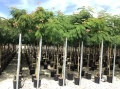 Perzische Slaapboom (Albizia Julibrissin) -PlantenPracht Winkel 20190817145629468634