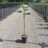 Vijg Op Stam (Ficus Carica 'Panache')