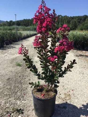Lagerstroemia (Lagerstroemia 'Pink Velour') 3 Lagerstroemia (Lagerstroemia 'Pink Velour')