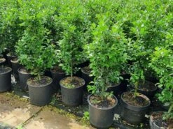 Hulst (Ilex Meserveae 'Heckenfee') -PlantenPracht Winkel 20210614 113313
