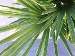 Winterharde Palm (Trachycarpus Wagnerianus) -PlantenPracht Winkel 20220217 112257
