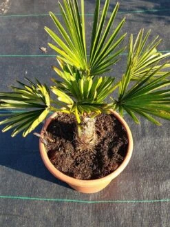 Winterharde Palm (Trachycarpus Wagnerianus) 12 Winterharde Palm (Trachycarpus Wagnerianus) -PlantenPracht Winkel 20220217 112423 1